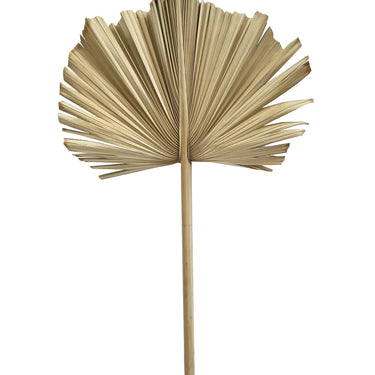 Bismark Palm Dry™